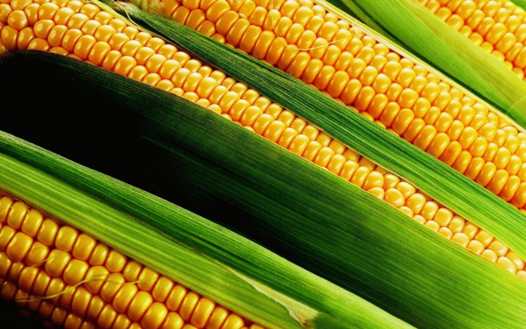 Corn Wave Analysis – 10 December , 2018