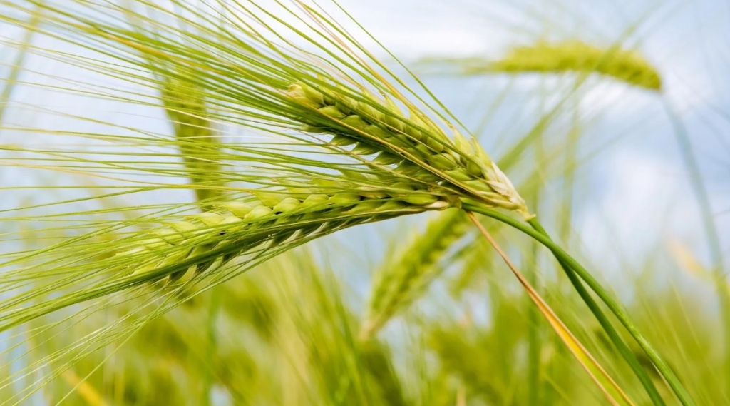 Wheat Wave Analysis – 23 January, 2019