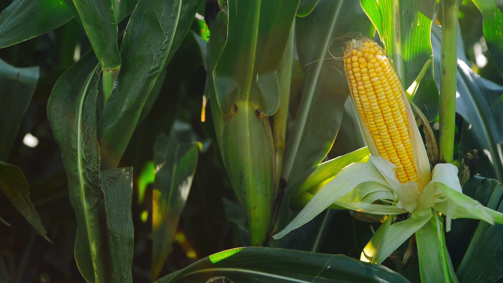 Corn Wave Analysis – 23 April, 2019