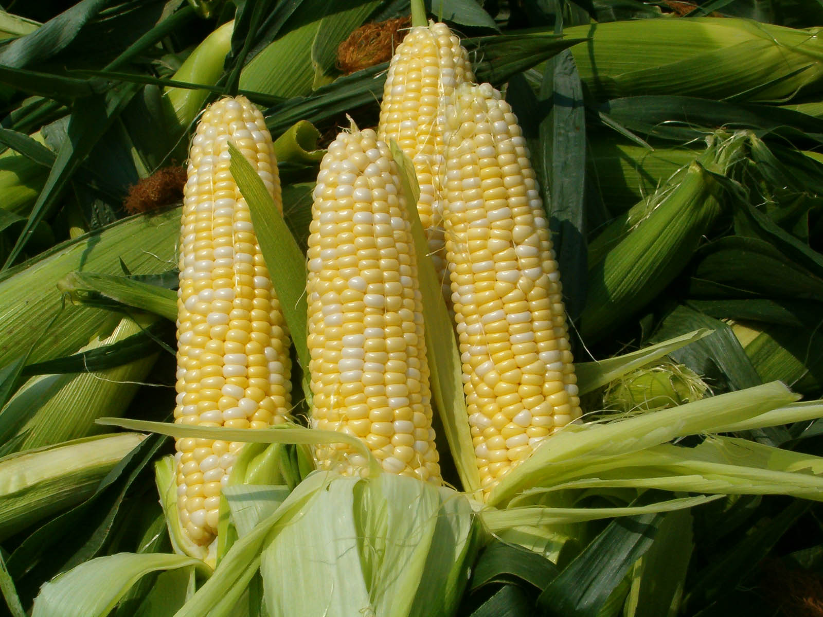 Corn Wave Analysis – 04 April, 2019