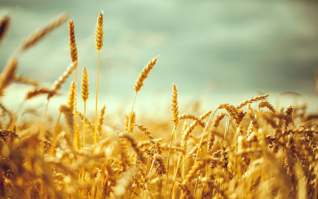 Wheat Wave Analysis – 27 June, 2019