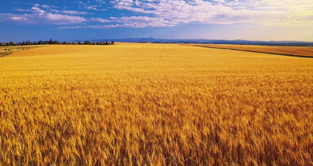 China’s exit from US agriculture is a devastating blow to an already struggling sector