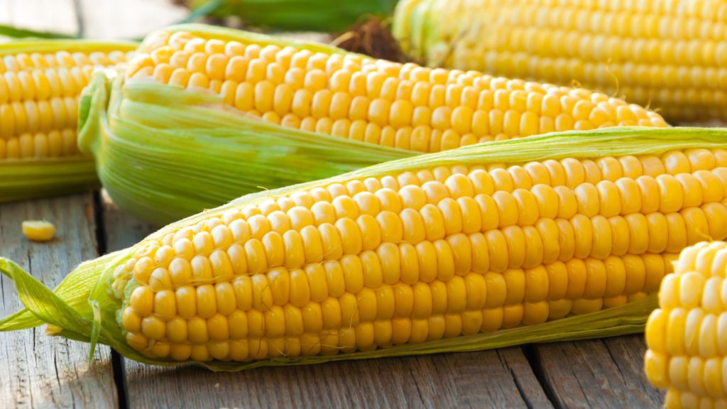 Corn Wave Analysis – 18 September, 2019