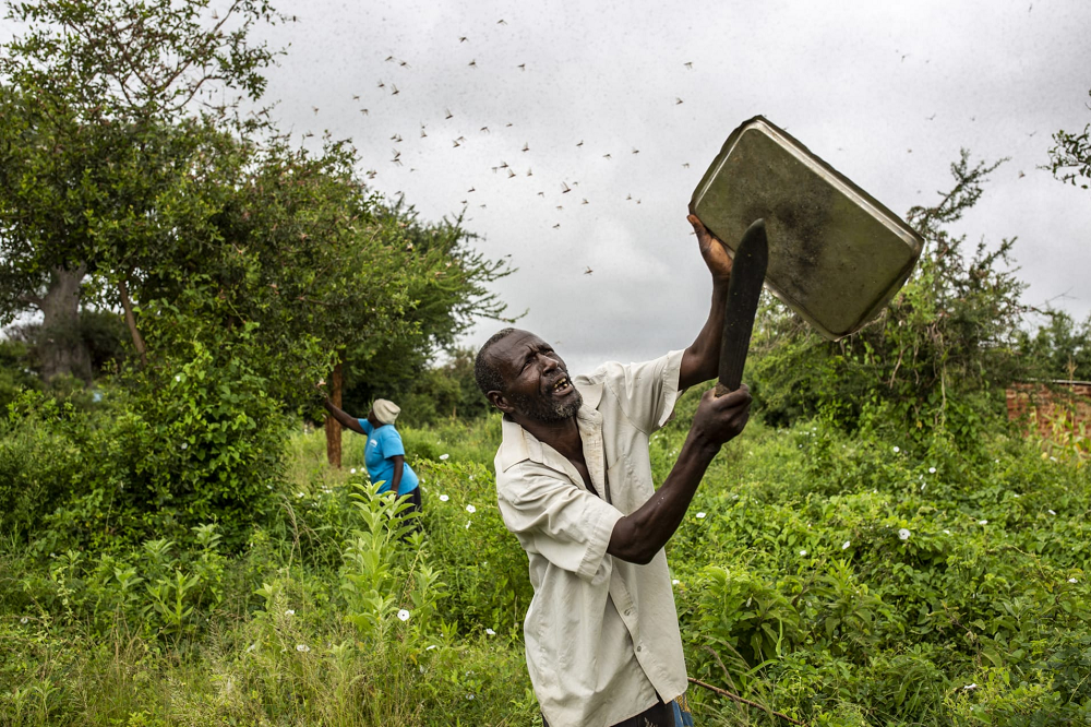 East Africa faces dual shock from coronavirus and locust swarms