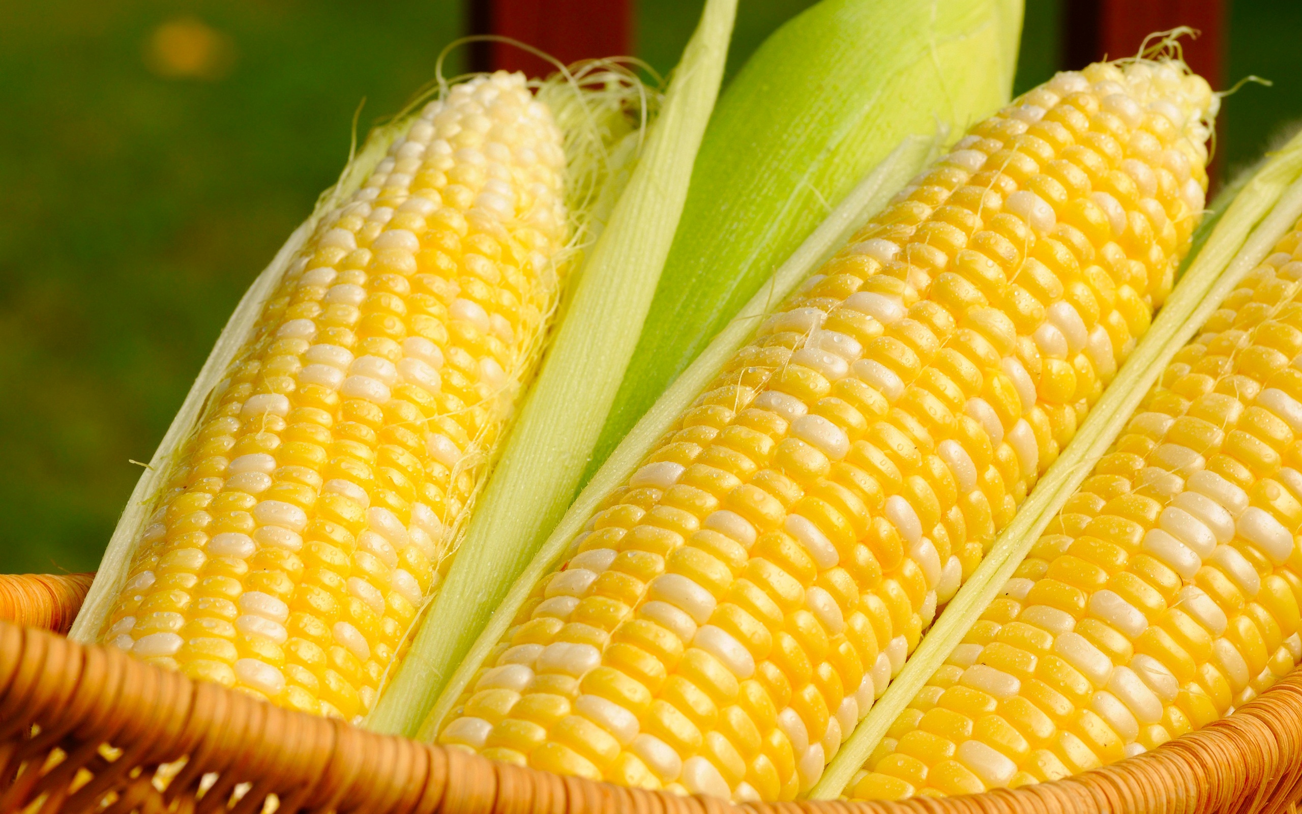 Corn Wave Analysis 23 October, 2020