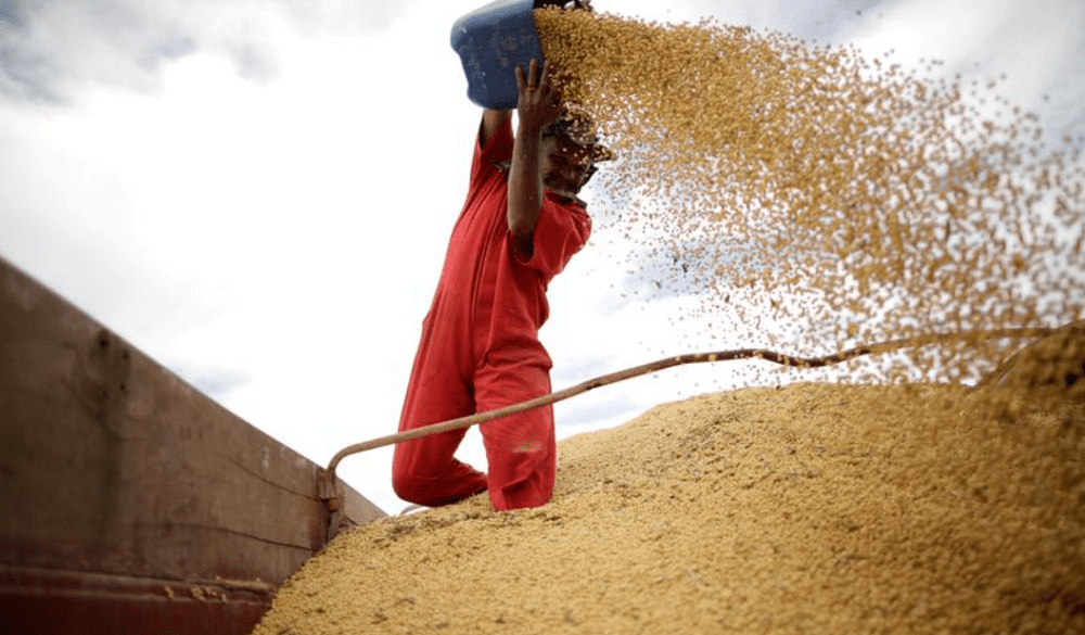 U.S. farmers celebrate soy price surge as Brazil misses out